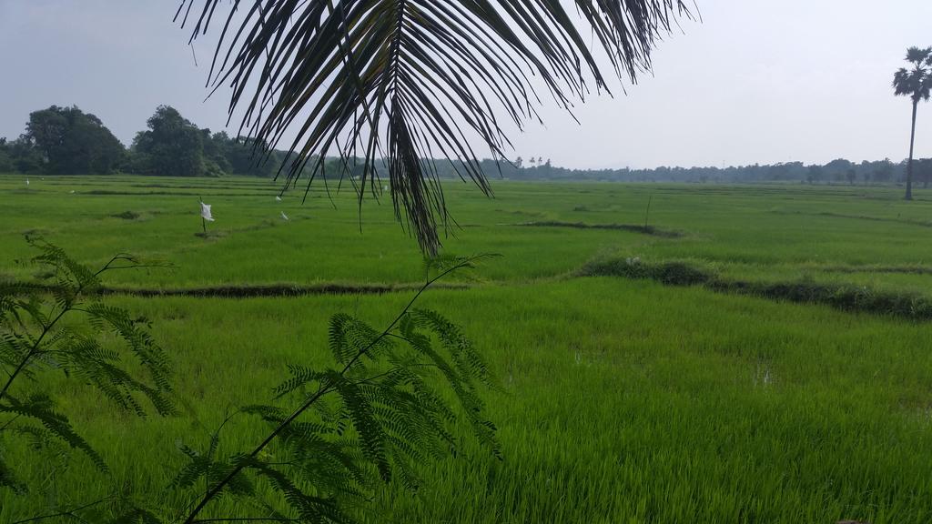 Serene View Tourist Rest Hotell Anuradhapura Eksteriør bilde
